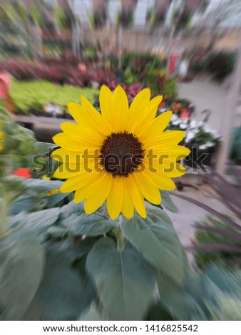 Brilliant picture of a sunflower close up 