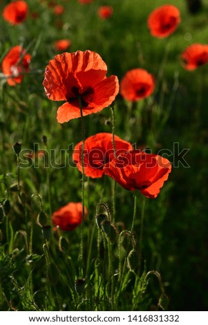 red poppy flowers glow in the sunlight in the summer in a meadow
