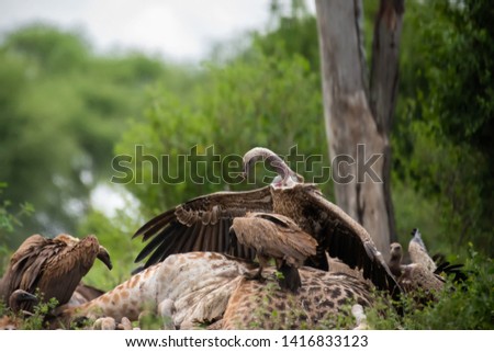 Vultures eating a dead Giraffe (that died by natural cause, not hunted)
