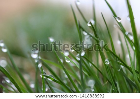 Water Droplets on Grass, Alberta, 2019 