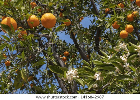 Citrus sinensis, orange tree with ripe oranges and blooming flowers against blue sky - food crop, permaculture,  sustainable gardening.