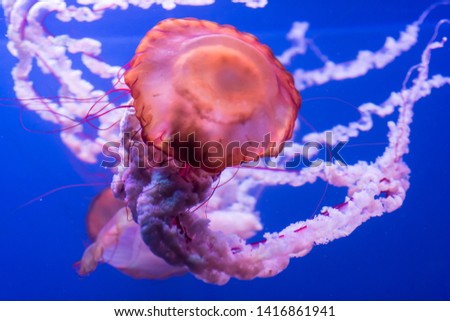 Concept of marine life. Jellyfish floating on blue background