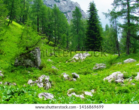 Lush mountain meadow covered with rocks and globeflowers (Trollius europaeus) and a larch and spruce forest in the back in Triglav national park and Julian alps in Slovenia