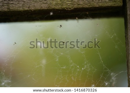 real spider web with catched insects