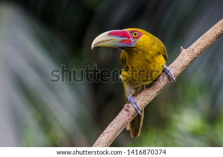 Saffron Toucanet perched on a branch