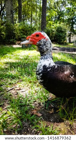Male Muscovy duck, also known as a drake during the spring in Florida