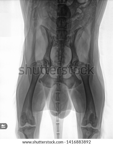 X-ray of an older dog with severe hip dysplasia and osteoarthritis. The letter R indicates the right side of the dog. Isolated on white