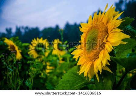 nice and warm in summer field with blooming sunflower blossoms.