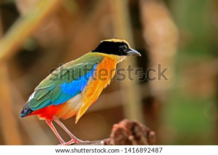 Blue-winged Pitta in nature, Birds of Thailand