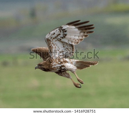 Hawk in flight brown flying
