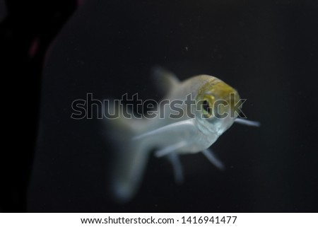 fish gurami swims in a clear pond