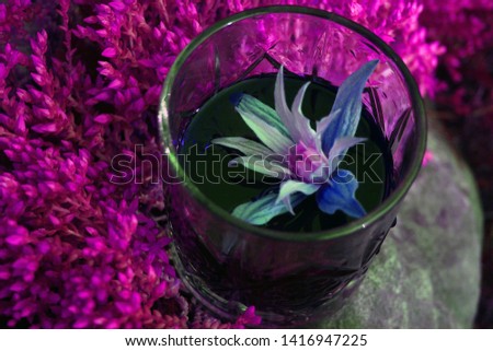 a glass of red wine on a plant purple background