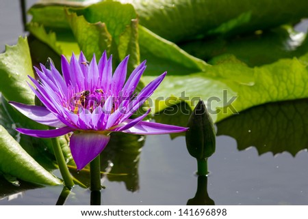 Pink Lotus flower in pond