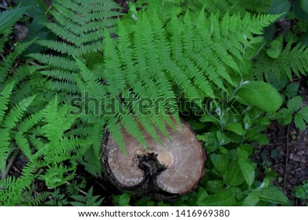 Photography background with fern leaves next to a stump