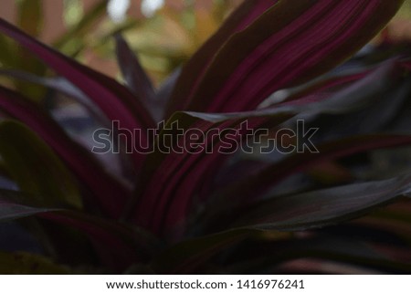 

photo of a spiny purple flower that is very beautiful