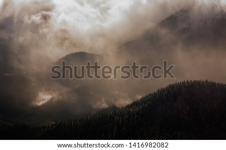Forested mountain slope in low lying cloud. Carpathians, Ukraine