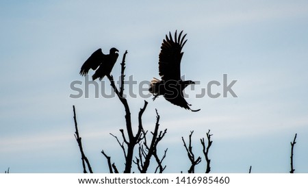 A couple of white tail eagles silhouettes in the wilderness of the Danube delta- Romania