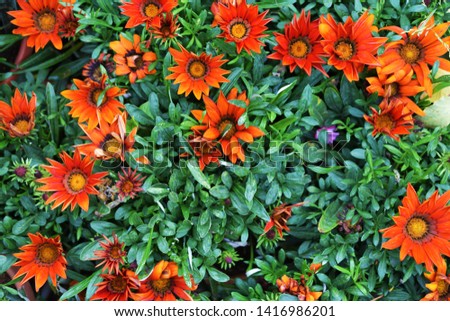 Dark orange gazania flowers HD wallpaper. orange gazania royalty free stock images