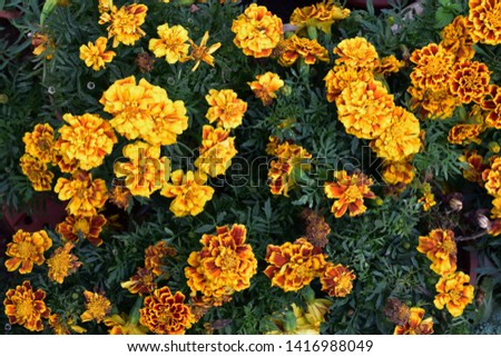 Orange yellow bunch of flowers Tagetes patula french marigold in bloom