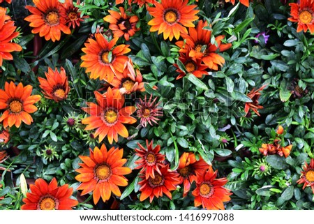 Awesome Dark orange gazania flowers HD wallpaper. orange gazania royalty free stock images