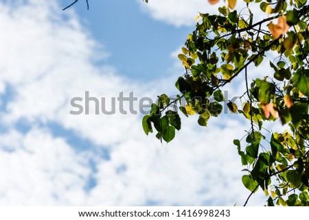 Beautiful green leaves on a blue background.