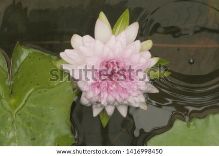 lotus water lily green flower