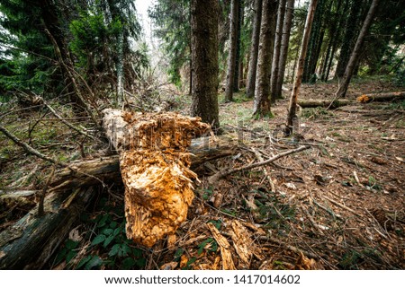fallen tree trunk for disease - concept of ecology and environment