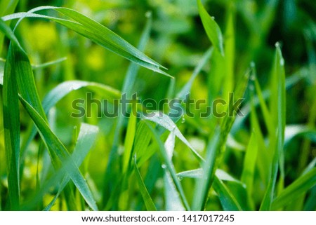 Fresh green grass with dew drops close up. Light morning dew on the green grass