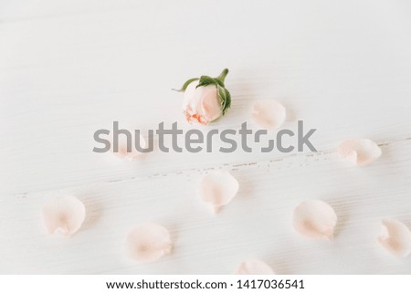 Small pink roses with petals background.Minimalist flat lay,simple white background.Flower pattern