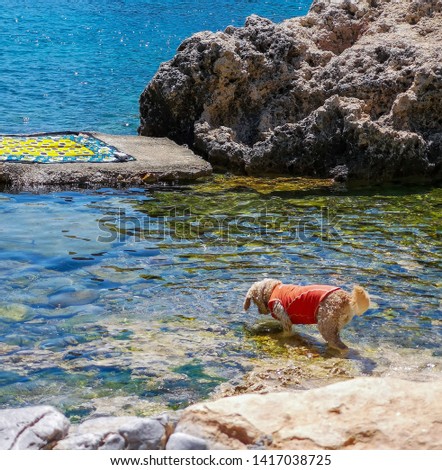 St paul's bay Lindos ,Rhodes/Greece May 18 2019 : the magical sea of this island an ultimate destination for vacation in the historic village.a dog enjoys the water