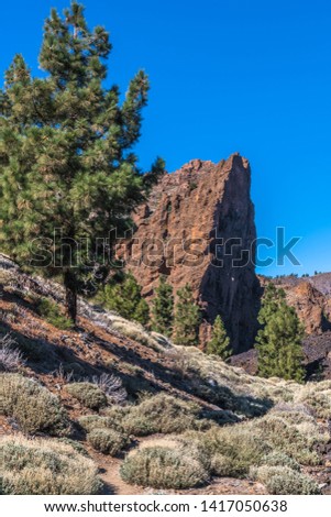 Young pine tree on a mountain slope of volcanic