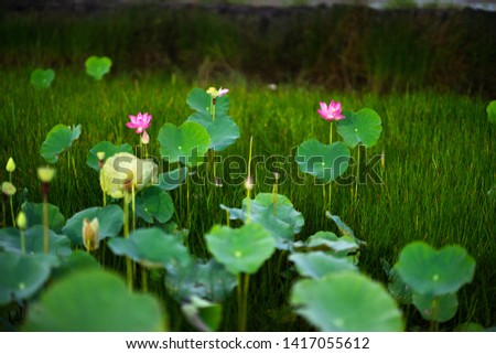 Beauty fresh pink lotus or waterlily isolated in middle pond. Colorful of lotus field, leaf on background, Peace scene in countryside of Vietnam. Royalty high quality free stock image.