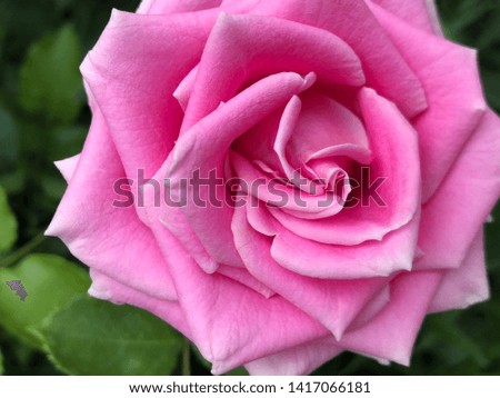 Close-up macro photo of beautiful fragrant rose flower