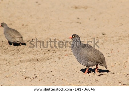 Red-Billed Francolin - Wild Birds from Africa - Posing for a picture at a watering hole on a game ranch in Namibia, Africa.