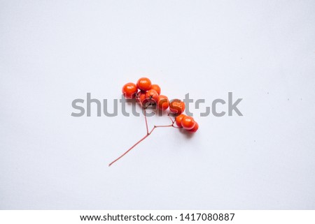 Sprig with rowan berries on a white background in a minimal style.
