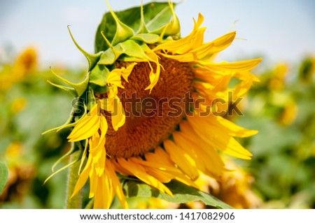 Side view of beautiful blooming sunflower with disheveled yellow petals and fresh green peaky leaves. Bowed flower head of Helianthus annuus plant closeup. Rural summer field scene.