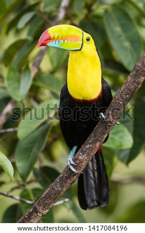 Keel billed toucan on a perch in natural environment