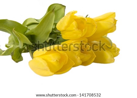 yellow Tulips