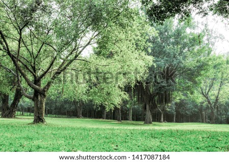 

Tree Scenery in Nature's Sunshine