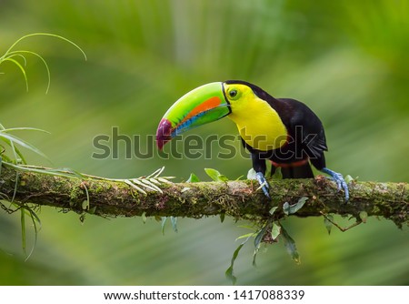 keel billed toucan in its natural habitat