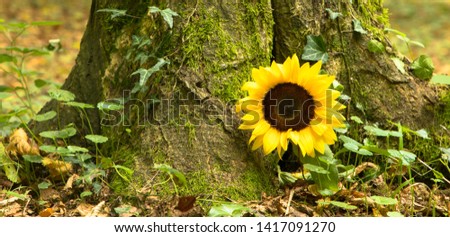 Forest cemetery with sunflower, natural funeral