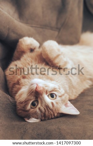 Ginger Hair Red Cat on Leather Background Royalty-Free Stock Photo #1417097300