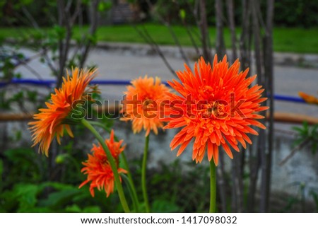 Gerbera flower in the garden, decorative plant suitable for home garden, the gerbera makes the garden colorful