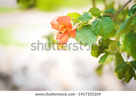 Exotic tropical flowers summer background