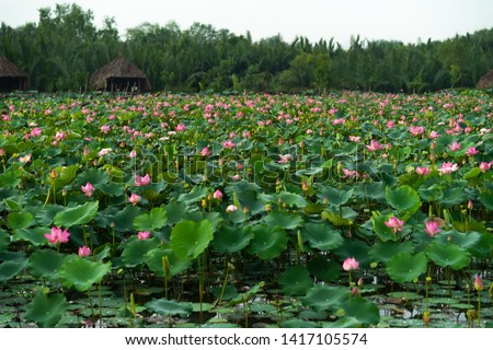 The real lotus pond with a thousand lotus flowers at Mekong Delta in Vietnam.