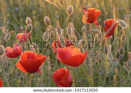 Field with red poppies. The picture was taken in Ukraine. This is a wild meadow. 
