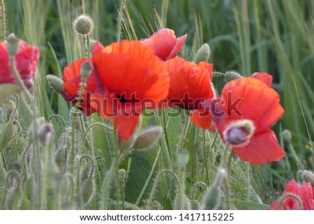 Field with red poppies. The picture was taken in Ukraine. This is a wild meadow.