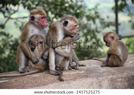 The young and the old monkeying around making a perfect family picture