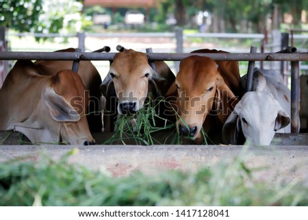 Brahman beef cattle on the farm