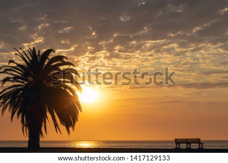 palm tree and colorful sky with beautiful sunset 